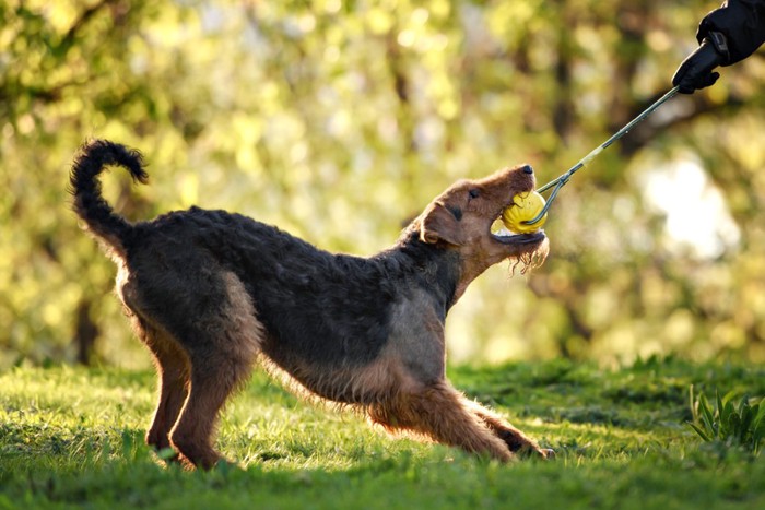 黄色い玉のついたおもちゃをくわえて引っ張る犬