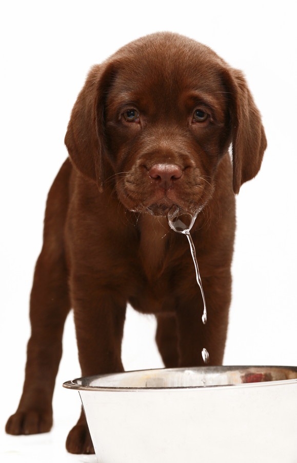 水を飲むチョコラブ