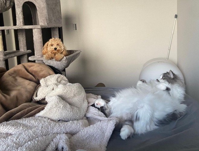 「本当にいい寝場所だね」