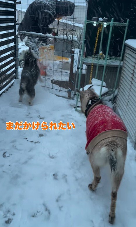 龍之介くんの雪遊び8