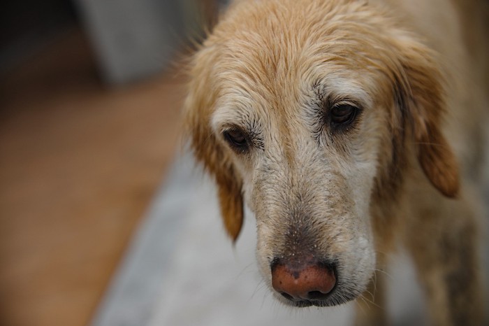 濡れて鼻がピンク色の垂れ耳の犬