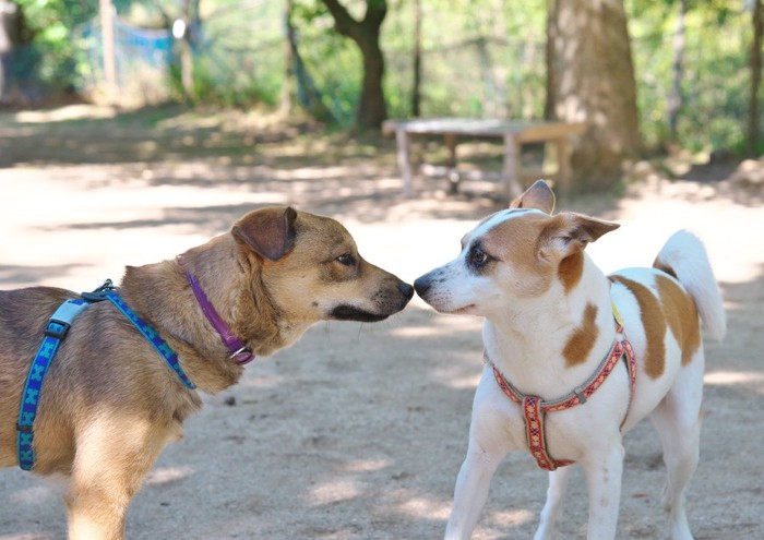 鼻をくっつける犬2匹