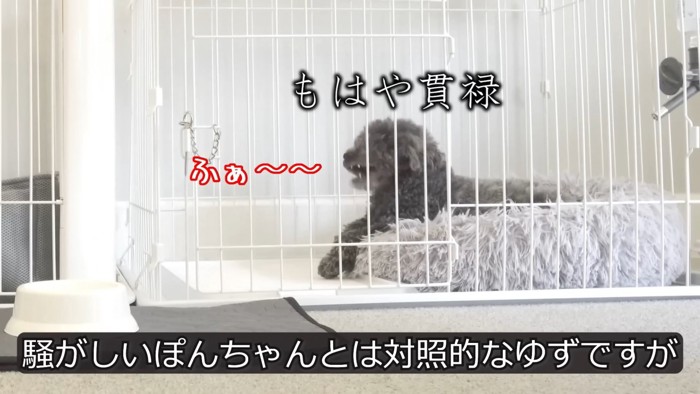 ケージの中で座る犬