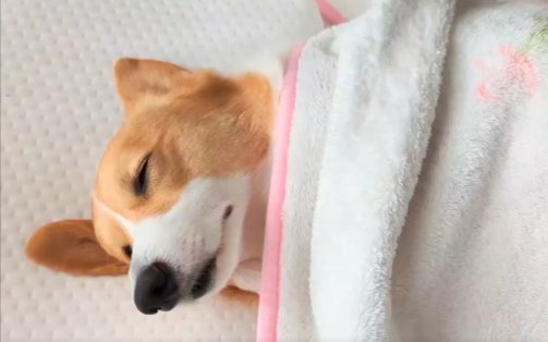 スヤスヤ