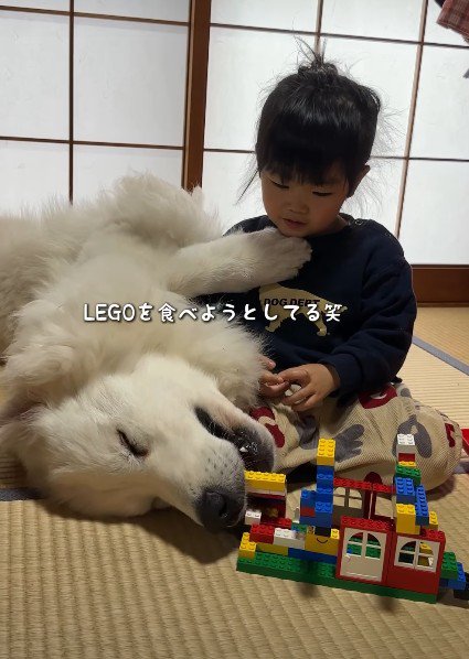 レゴをハムハム！？