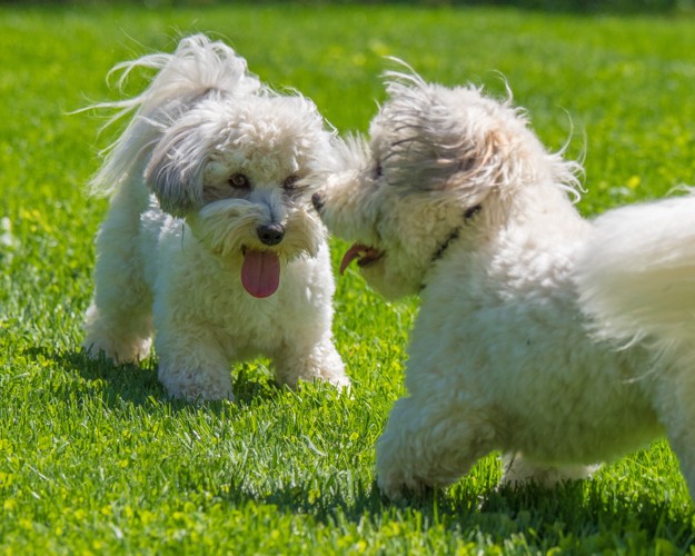 2頭のコトン・ド・テュレアールが遊んでいる様子
