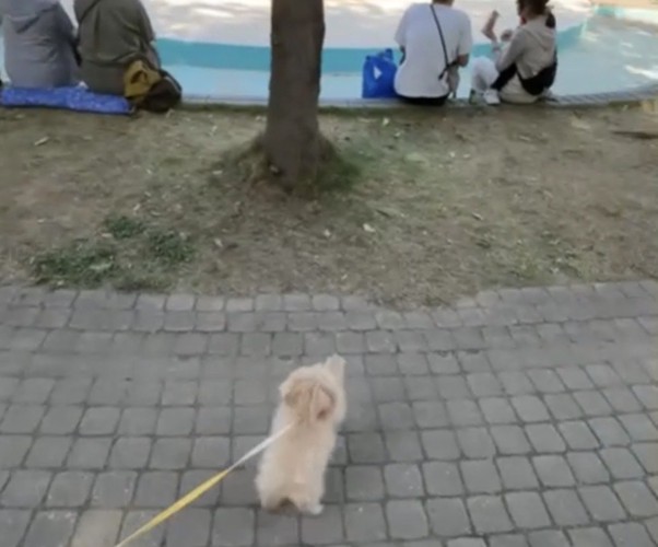 前足を上げる犬2