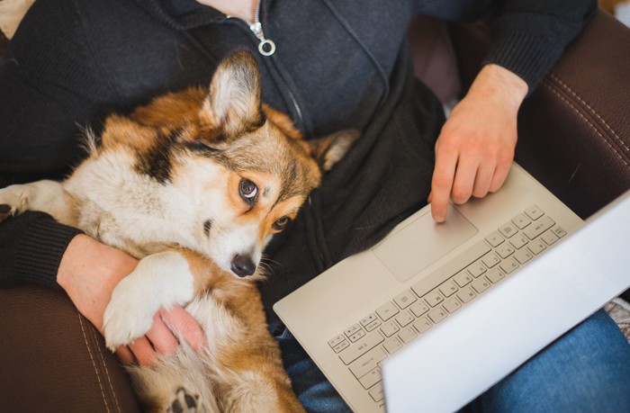 PCをしている飼い主に甘えるコーギー