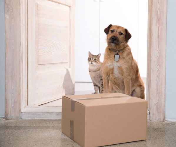 配達された荷物と犬と猫