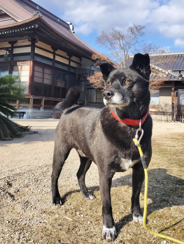 凛々しい姿が素敵!