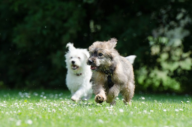 遊ぶ犬