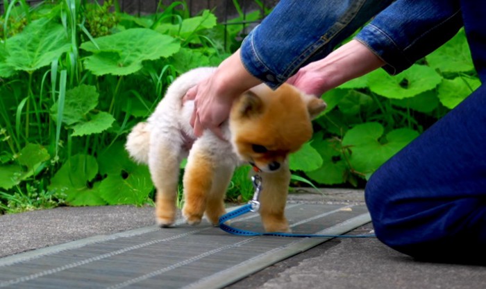 犬を持つ人