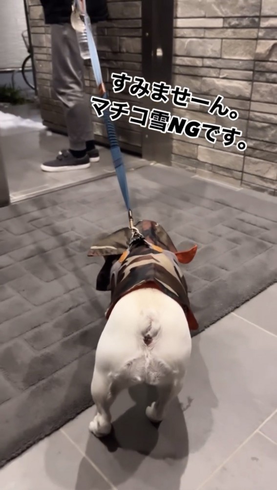 玄関の外でピタリと止まった犬