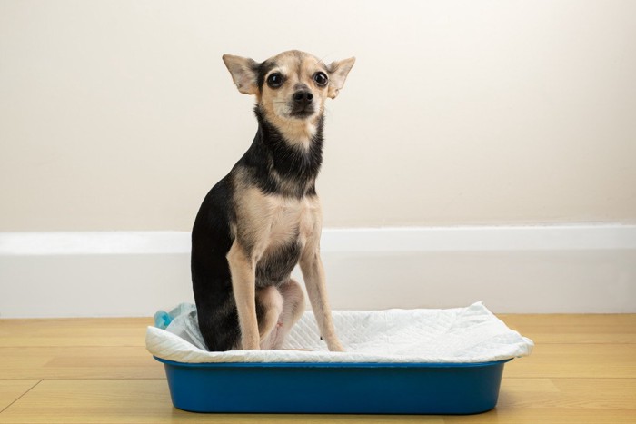 トイレトレーに乗る犬