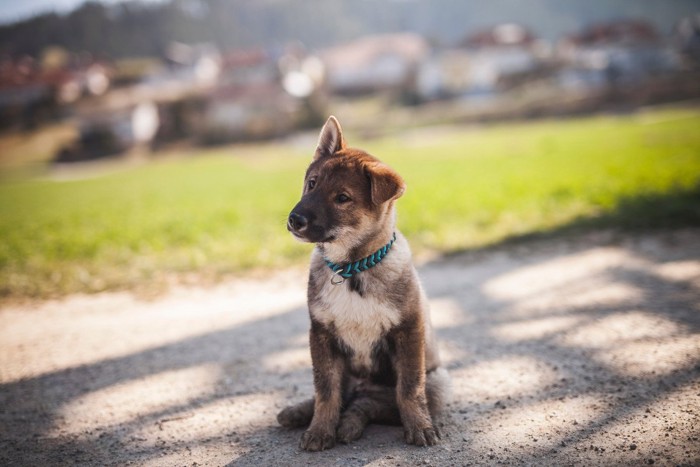 軽く横座りする犬