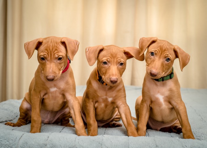 並んで座る3頭のチルネコ・デルエトナの子犬たち