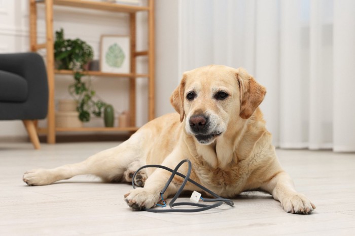 電気コードをイタズラする犬