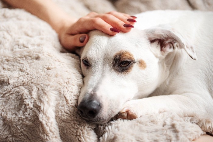 元気のない犬と頭を撫でる手