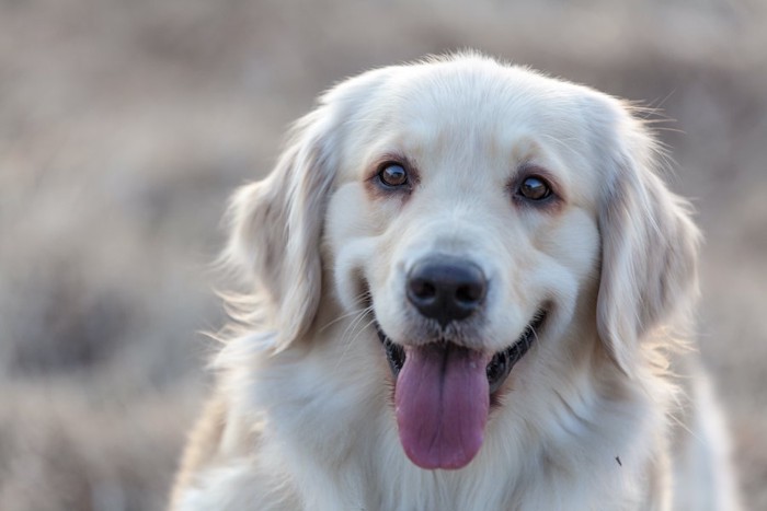 嬉しそうな表情で見つめる犬