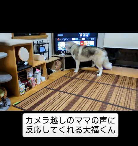 カメラを見る犬1