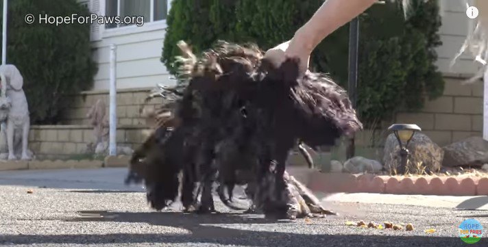 犬を素手でつかむ