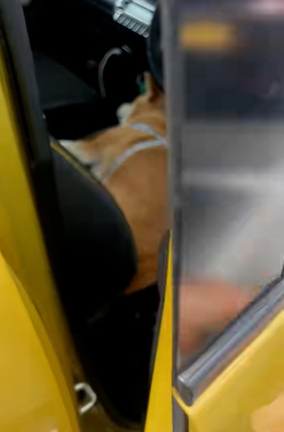 運転席のドアを開ける飼い主さん