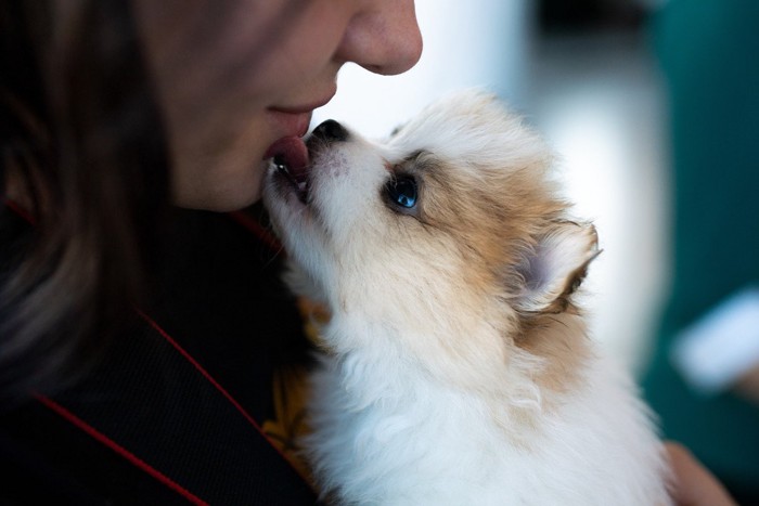 女性の口元を舐める犬