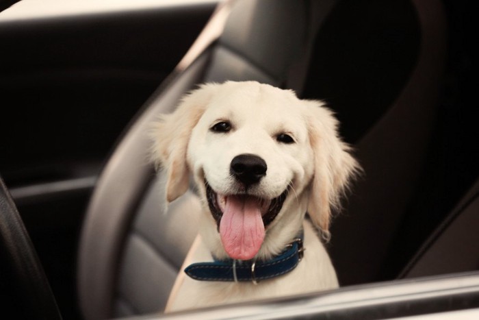 車の中で待つ犬