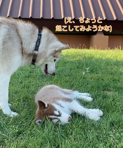 子犬を見つめるハスキー