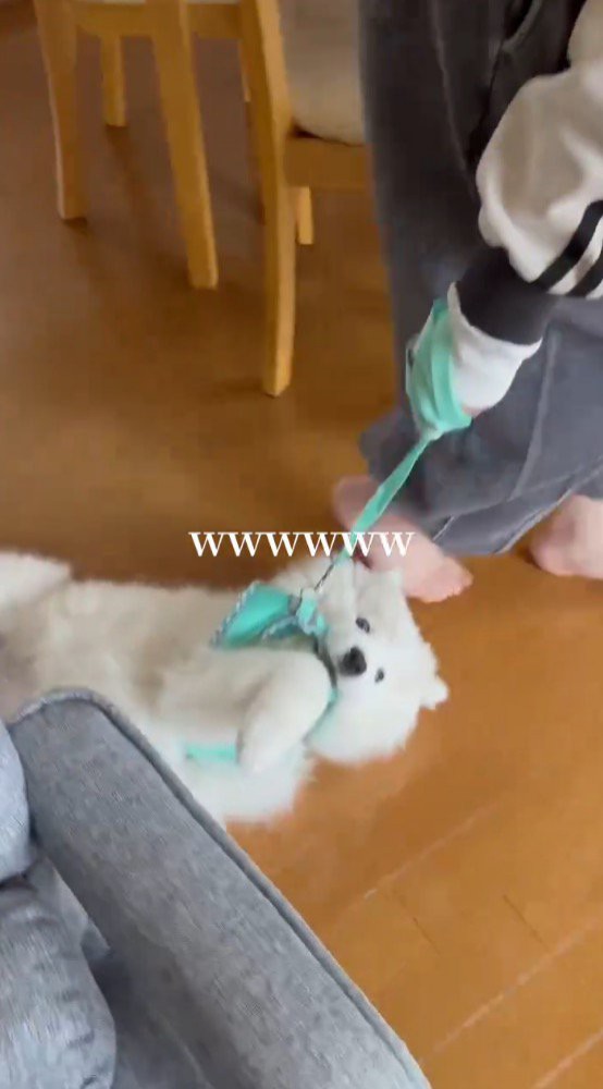 仰向けの状態で部屋の中を滑る犬