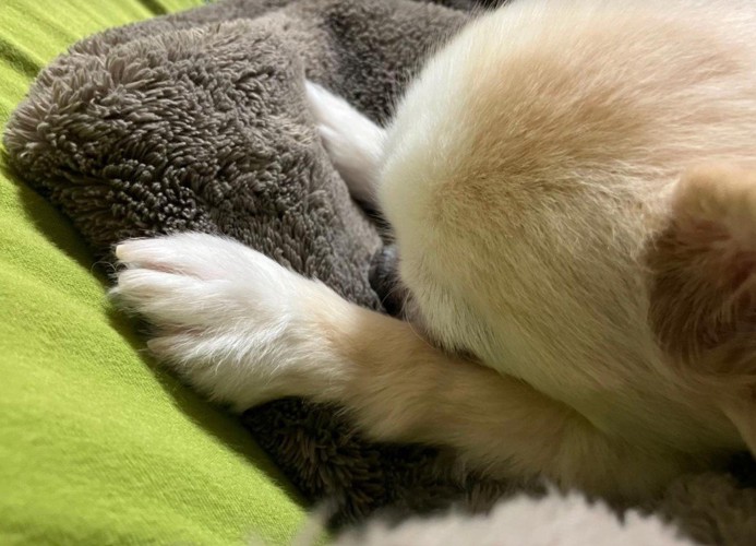 ブランケットの上ですやすや…