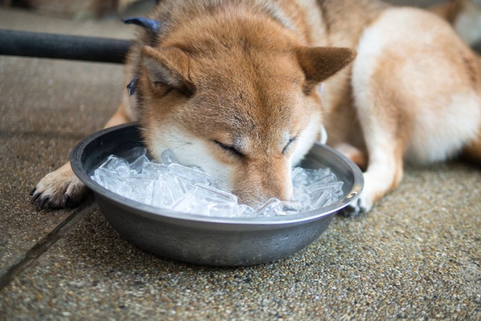 氷に顔をつっこむ柴犬