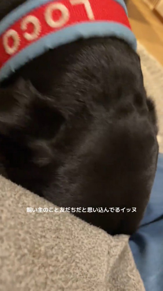 女性の服のポケットに顔を入れる犬