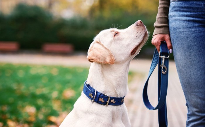 飼い主を見上げる青いリードをつけた犬