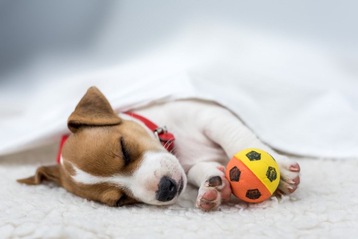 ボールを抱えて眠る子犬