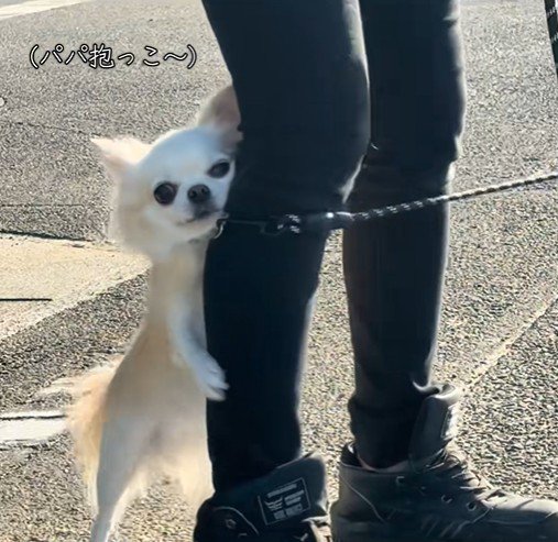 チワワ3匹とお散歩4