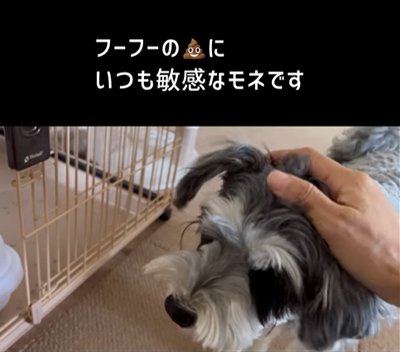 撫でてもらっている犬