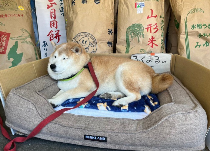 こんなお店行ってみたい…!!