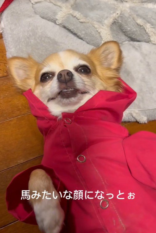 アモちゃんのお散歩拒否3