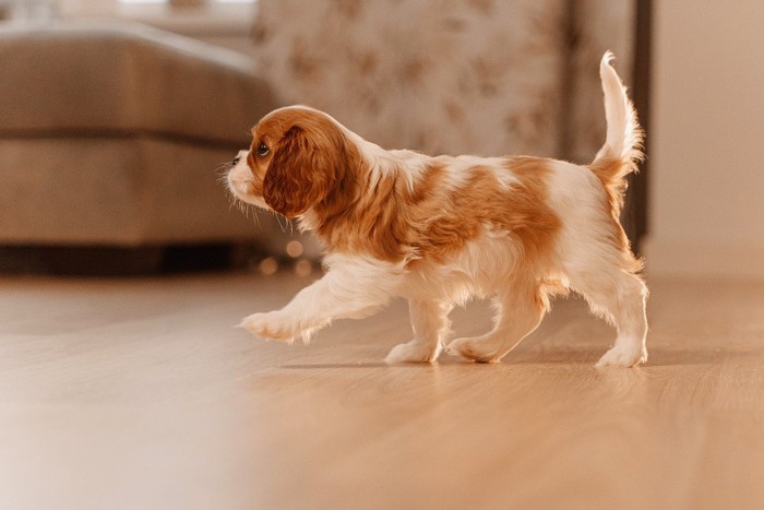 室内を歩くキャバリアの子犬