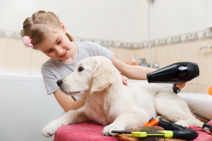 女の子にドライヤーをされている犬