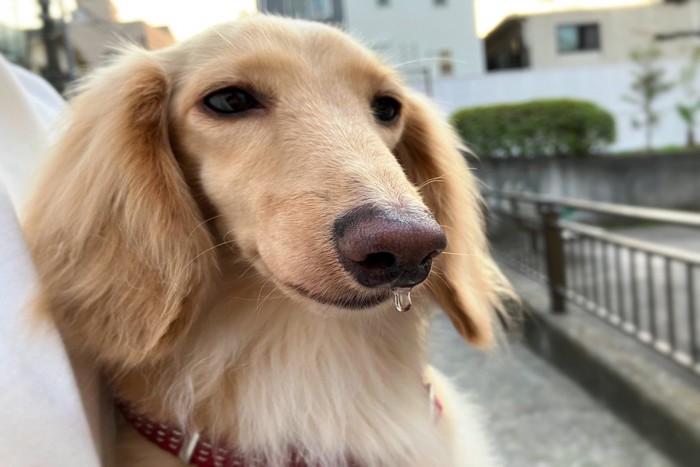 鼻水、ダックス