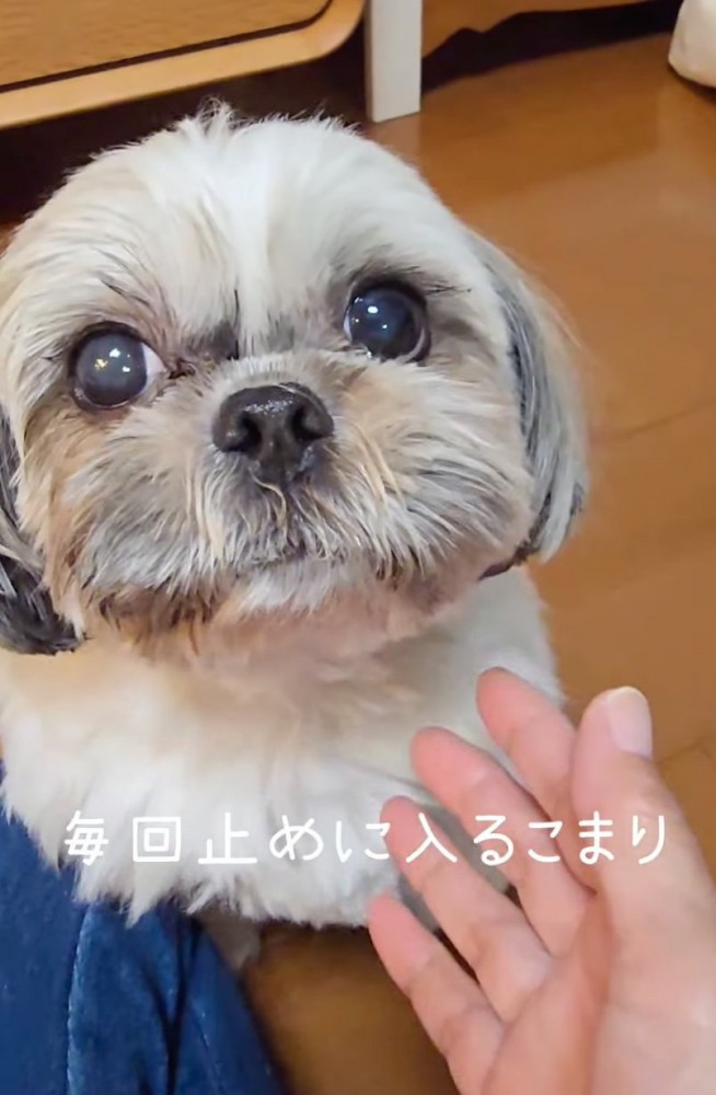 止めに入る犬