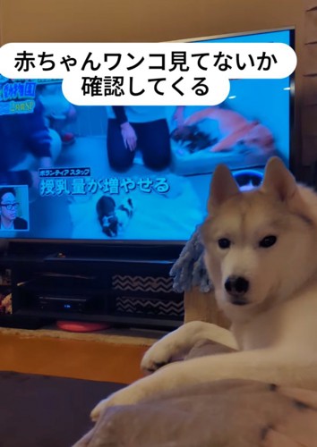 動かずに見つめる犬