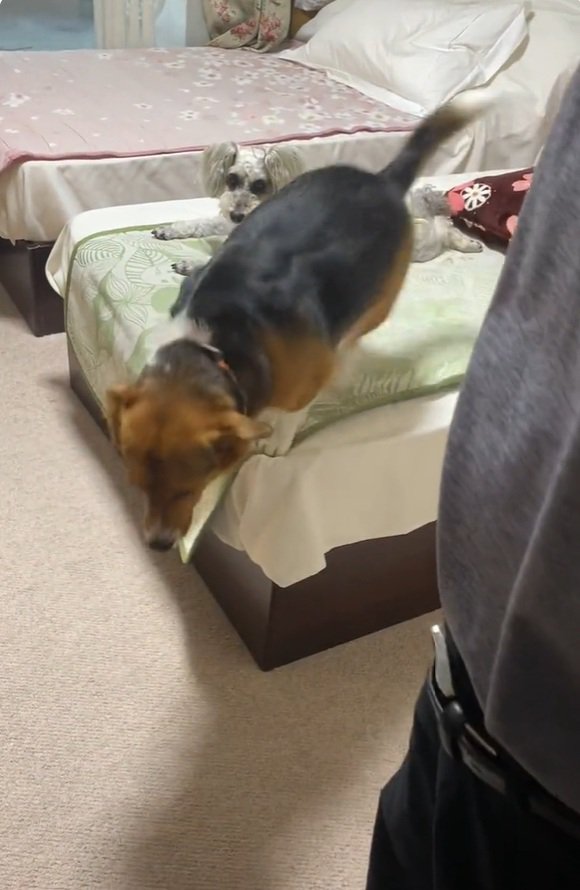 ベッドを降りるさらんちゃん