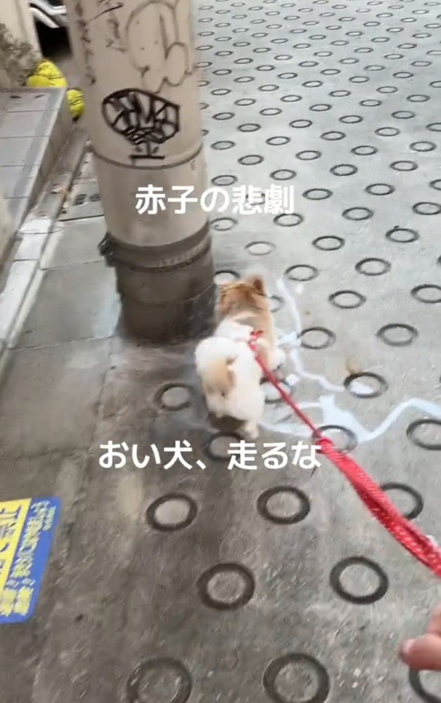 猛ダッシュする犬