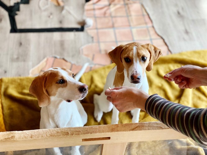 おやつを待っている2匹の犬