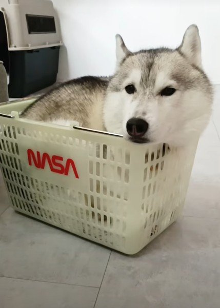 猫みたいな姿がカワイイ!