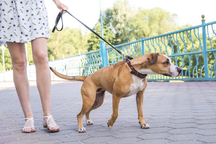 引っ張る犬をリードで制御する飼い主