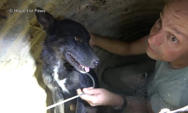 少しずつ犬を外へ誘導